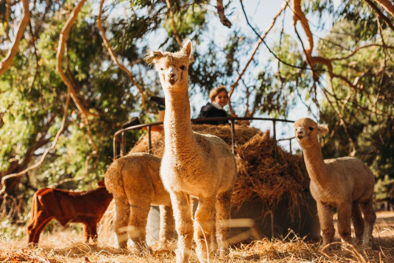 Margaret River Holiday Cottages Dış mekan fotoğraf