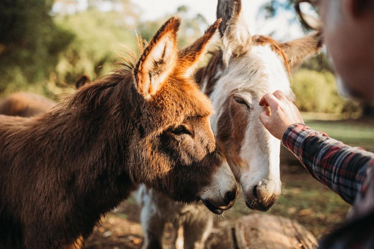 Margaret River Holiday Cottages Dış mekan fotoğraf
