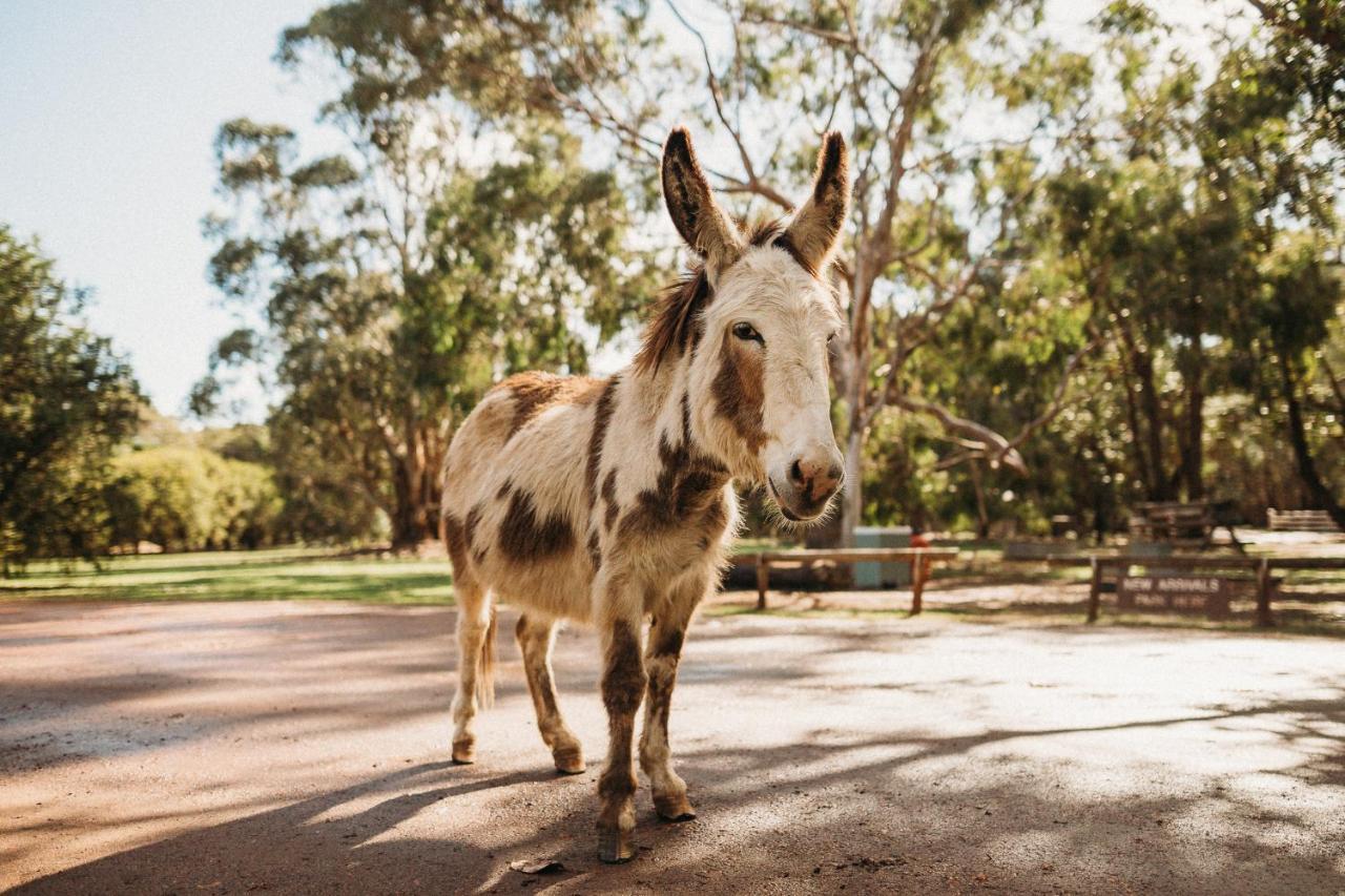 Margaret River Holiday Cottages Dış mekan fotoğraf
