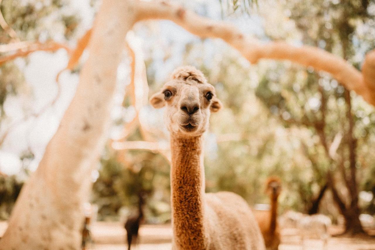 Margaret River Holiday Cottages Dış mekan fotoğraf