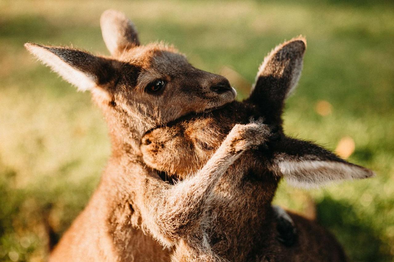 Margaret River Holiday Cottages Dış mekan fotoğraf